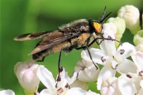 Réf. 248 412 : Chrysops caecutiens